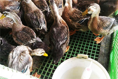 养殖场漏粪地板的综合管理与销售策略