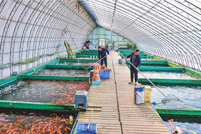 锦鲤进入销售旺季 养殖技术与市场销售趋势解析