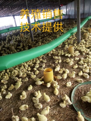 柘城帮帮 构建养殖与销售信息共享平台，助力产业发展