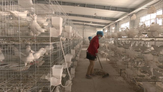 沙雅县合作社引领特色养殖，村民抱团养鸽奔富路