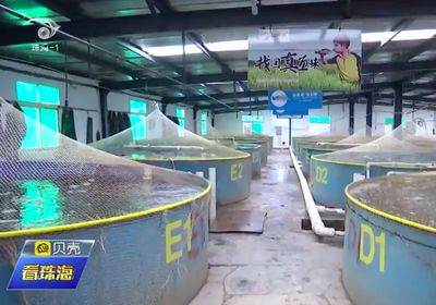 寒潮频袭斗门，水产品养殖与销售现状解析