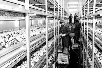 勉县“蘑”力升级 从传统种植到工厂化生产，探索食用菌产业振兴新路径