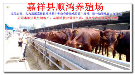 额尔古纳西门塔尔牛养殖基地与嘉祥县顺鸿牛羊养殖场 专业养殖与销售网络的典范