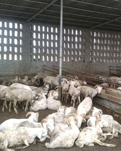 河南动物养殖与销售 选择优质供应商的关键考量