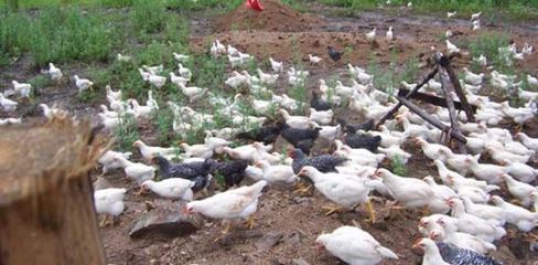 乡村致富新路径 精细养殖与创新销售的双轮驱动