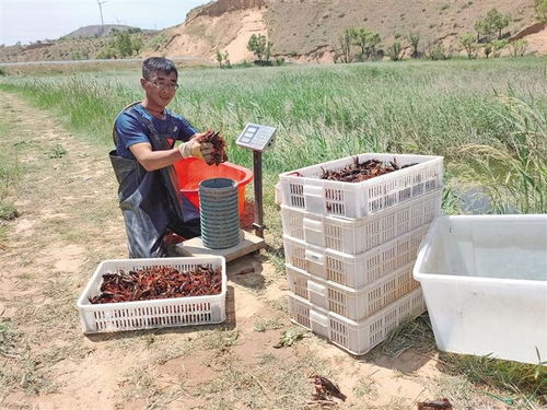 小龙虾北上游，北纬37度迎丰收