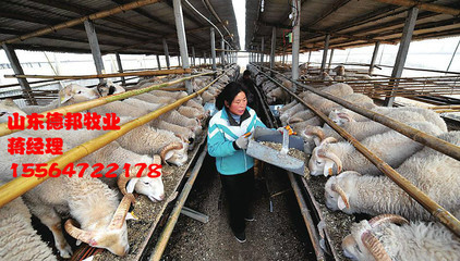 江苏德邦牧业 专业供应优质小尾寒羊 助力养殖户高效发展