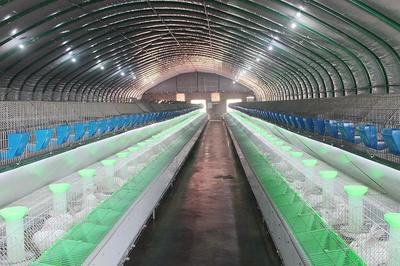 武丘 “兔经济”创新产业扶贫新模式——养殖与销售双轮驱动