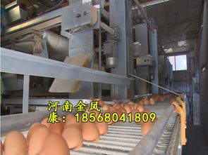 金凤自动化层叠式蛋鸡笼养设备 单栋10万只鸡的高效养殖与销售之道