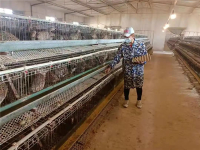 年产彩蛋1亿枚，玉皇庙大张村 全国最大的七彩山鸡养殖专业村