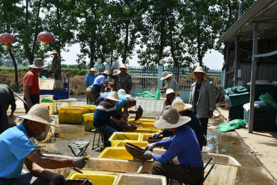 邯郸黄鳝养殖 从培育到市场的全面指南