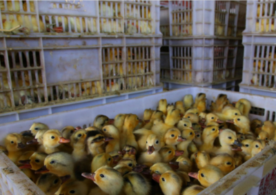 孵化场现象背后 当可爱小鸭遭遇残酷生存法则